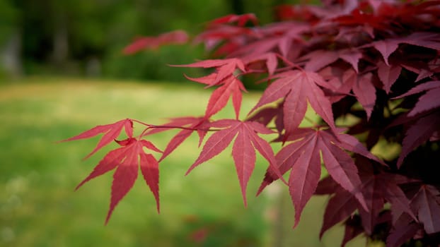Leaves of a japanese maple (Acer palmatum 'Corallinum') with red autumn colouring in a park