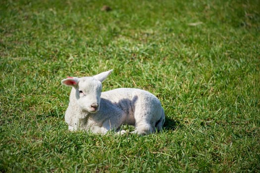 single newborn lamb in a green meadow in springtime