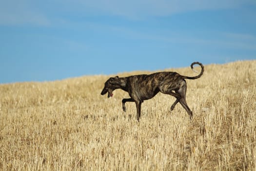 Spanish greyhound in mechanical hare race in the countryside