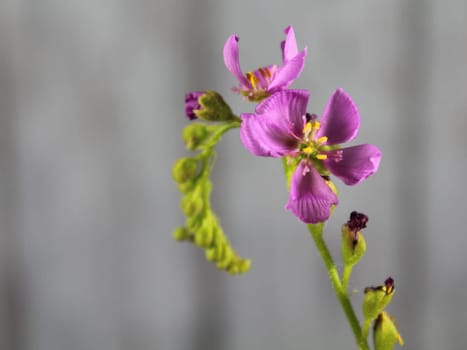flower plant carnivorous small purple smell color beautiful rarity