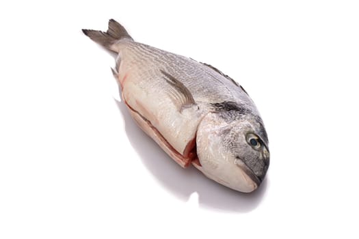 Raw gilthead fish white isolated freshness
