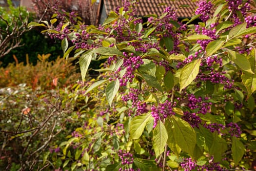 Beautyberry (Callicarpa) bush with lilac berries in autumn