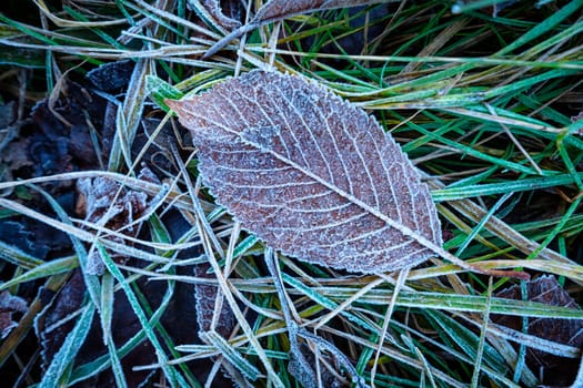 Lieaf with ice crystals hoarfrost