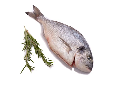 Raw fresh gilthead fish with rosemary from above