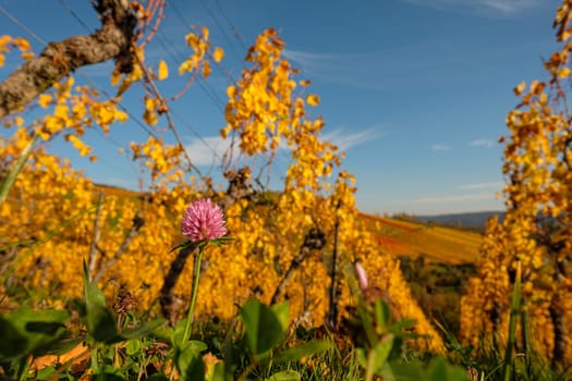 Pink glover flower in autumn coloured orange vineyard