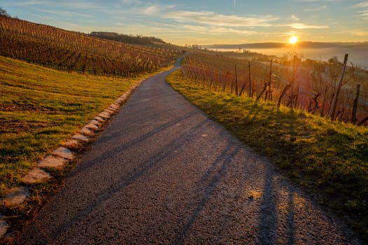 Sunrise in German winter vineyard in back lit