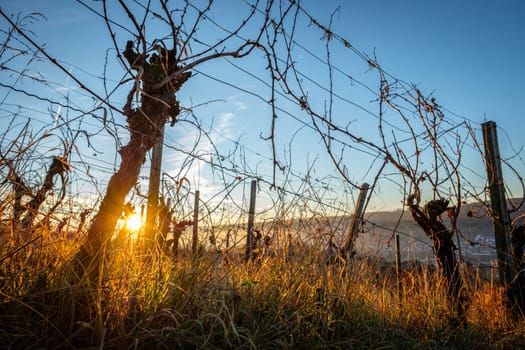 Grapevines in winter sunrise close-up back lit