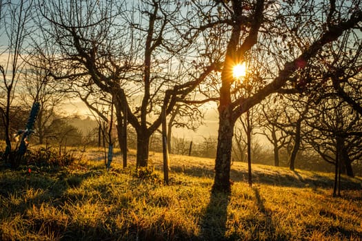 Sun star with fruit trees in winter back lit