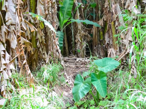 The palm trees on Easter Island are overgrown. Dry leaves.