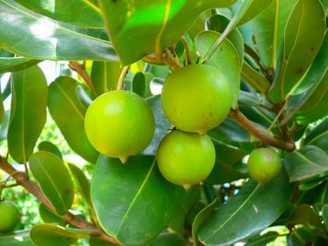 Fruit on a tree on Easter Island.