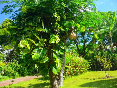 Fruit on a tree on Easter Island.