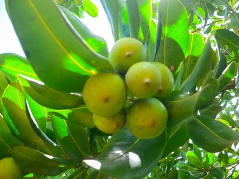 Fruit on a tree on Easter Island.