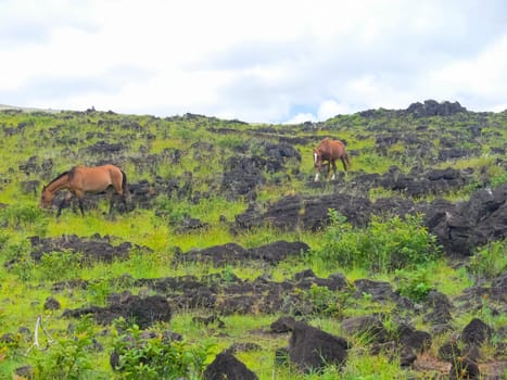 Orongo, the relevance of Easter Island. Orongo, the relevance of Easter Island.