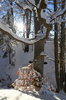 Snowy trees in winter against the light of the sun