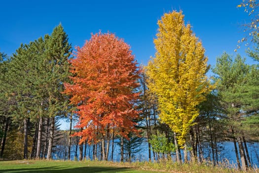 Autumn Display in the North Woods in Almon County Park In Wisconsin