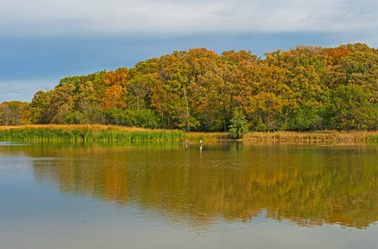 Fall Colors Moving Into a Wetland Forest in Ned Brown Preserve in Illinois