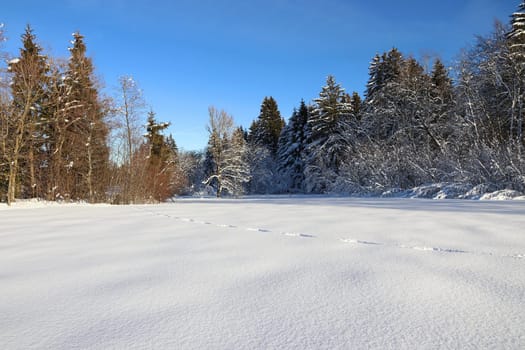 Winter landscape in Bavaria with animal tracks in high snow