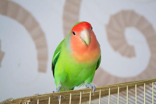 Beautiful bird, Lovebird, standing over his cage, close up