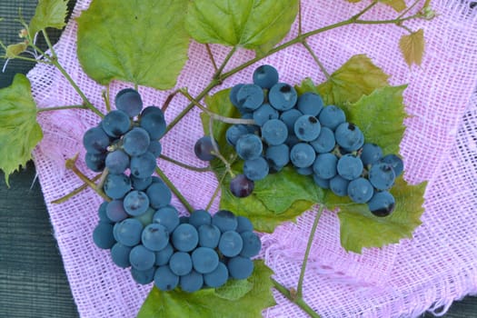 Berries of wild blue grapes and green leaves on pink background top view