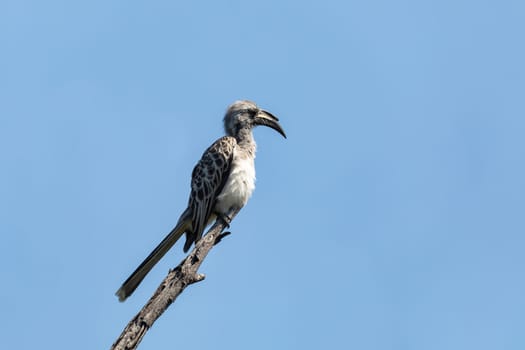 African grey hornbill (Lophoceros nasutus) perched on bare branch against blue sky, Bwabwata game reserve, Namibia safari, Africa wildlife