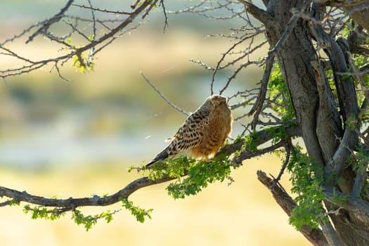 bird of prey Greater kestrel (Falco rupicoloides) perched in a tree in natural habitat against blue sky, Etosha, Namibia africa safari wildlife