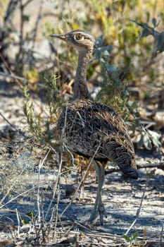non flying bird Red-crested korhaan or red-crested bustard (Lophotis ruficrista) family of Otididae in Etosha National park, Namibia Africa safari wildlife