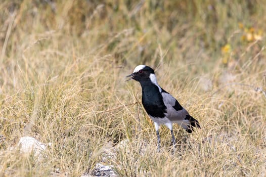black and white water bird blacksmith lapwing or blacksmith plover (Vanellus armatus) in Etosha national park, Africa Namibia safari wildlife