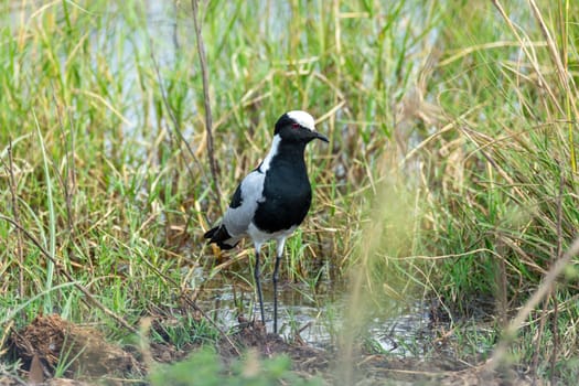 black and white water bird blacksmith lapwing or blacksmith plover (Vanellus armatus) in Bwabwata national park, Africa Namibia safari wildlife