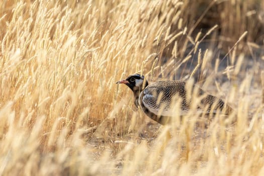Northern Black Korhaan (Eupodotis afraoides) in savanna natural habitat, Etosha National Park, Namibia, Africa safari wildlife