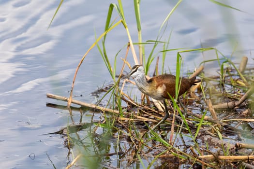lesser jacana (Microparra capensis) is a species of bird in the family Jacanidae. bwabwata, Namibia wildlife, Africa safari
