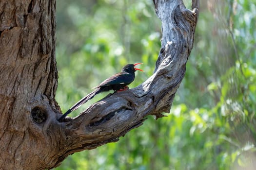 Green Wood hoopoe, Phoeniculus purpureus also known as redbilled hoopoe makes cackling sound and are in black in color with green patches. Bwabwata Namibia Africa wildlife
