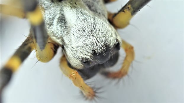 Giant spider macro view with selective focus, with blurred white background. Closeup view of a giant Spider
