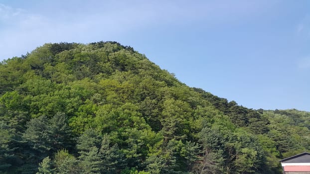 View of beautiful scene of green trees and grasses on large hills on a sunny day with blue sky in background. A lovely landscape with breathtaking view over the horizon .