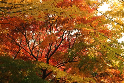 Colorful leaves on trees in park. Red, yellow, orange and green leaves on trees