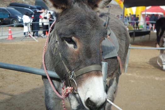 Brown donkey face with big eyes and large ears looking at camera standing inside a fence. Close-up on a donkey head profile in a natural environment in day time.