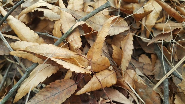 Dried brown leaves on floor during autumn season. Leaves background for text and messages