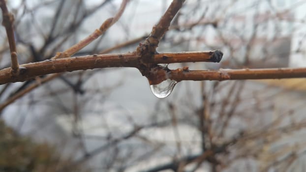 Closeup macro view of tree branches with water drop dripping in autumn season. a drop of water at the end of a branch like a teardrop. Rainy weather background