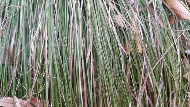 A close up view of green and dried grass.  Grass natural background for text and advertisements
