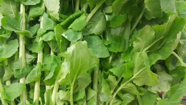 Close up view of lush green leaves of spinach vegetables. Vegetable background for text and advertisements.