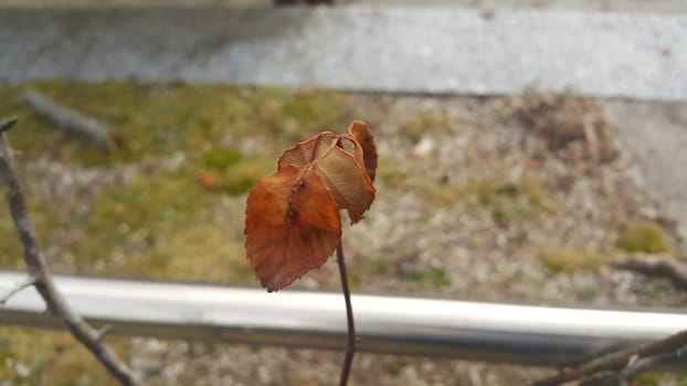 Dried brown leaf on a plant branch during autumn season.  Leaves background for text and messages