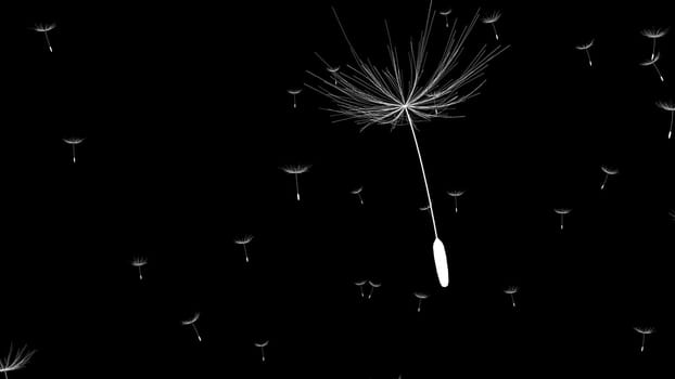 Closeup view of Dandelion or blow ball blowing in the air against black background