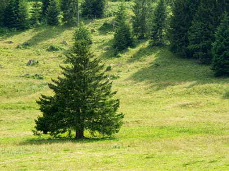 Single standing spruce in a mountainous clearing in summer in Bavaria.