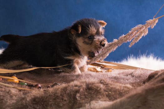 The puppy of breed the Australian terrier tries to catch a blade effortlessly