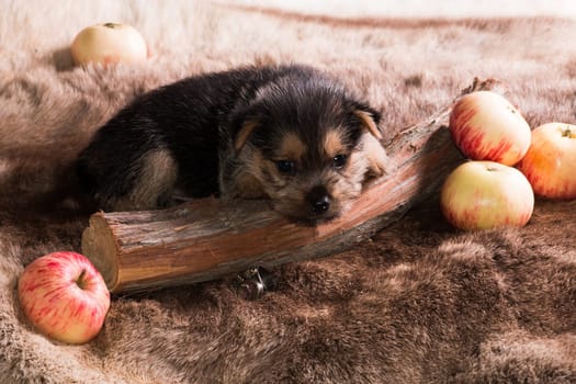 The puppy of breed the Australian terrier lies on a skin near apples
