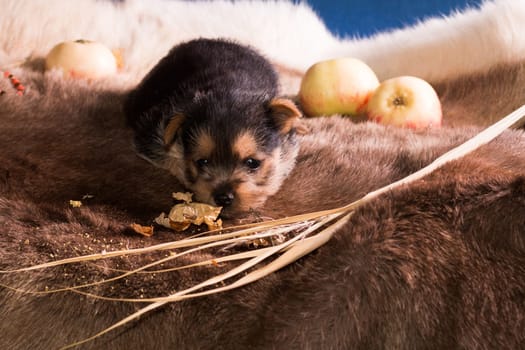 The puppy of breed the Australian terrier tries to take a bite of apple and to regale