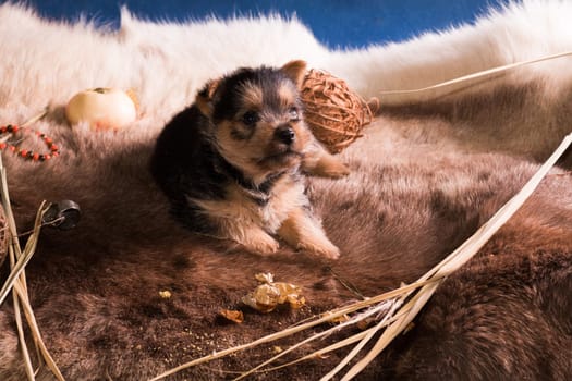 The puppy of breed the Australian terrier tries to take a bite of apple and to regale