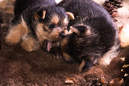 The puppy of breed the Australian terrier tries to take a bite of apple and to regale