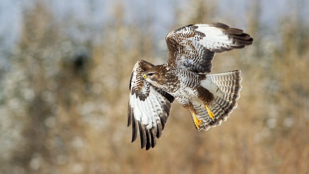 Majestic common buzzard, buteo buteo, flying in the air in snowy habitat. Dominant bird chasing its prey in the forest. Beautiful brown animal with spread wings hunting on the snowy meadow.