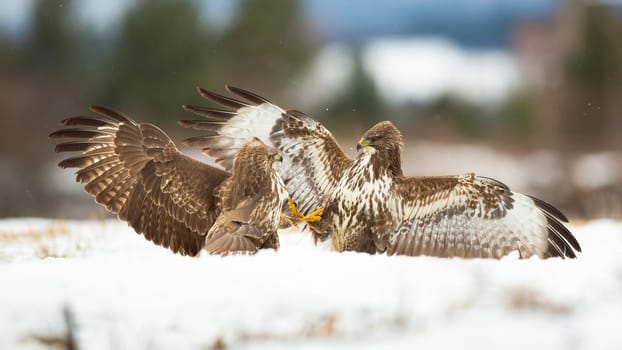 Two common buzzard, buteo buteo, fighting on snow in winter nature. Birds of prey in conflict on snowy meadow. Aggressive animals with open wings in duel on white pasture.
