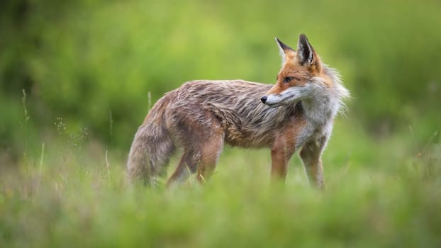 Red fox, vulpes vulpes, observing on grassland in springtime nature. Orange predator standing on meadow in summer. Wild mammal with fur looking on green wilderness.
